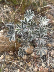 Lupinus concinnus