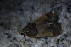 Pyralis farinalis