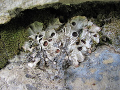 Solorina saccata