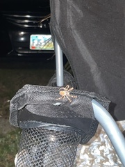 Eriophora ravilla