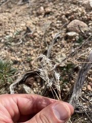 Dasyochloa pulchella