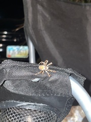 Eriophora ravilla