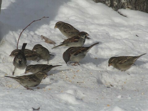 House Sparrow photographed in Montana