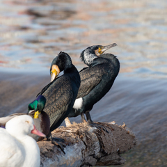 Phalacrocorax carbo