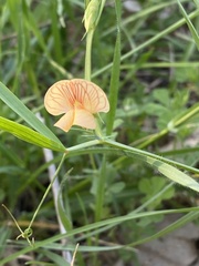 Lathyrus hierosolymitanus