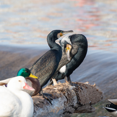 Phalacrocorax carbo