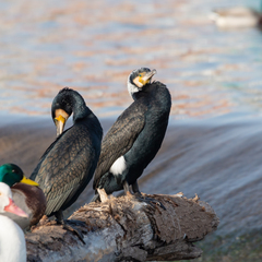 Phalacrocorax carbo