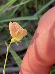 Lathyrus hierosolymitanus