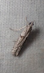 Cryptoblabes hemigypsa