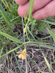 Lathyrus hierosolymitanus