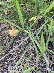 Lathyrus hierosolymitanus
