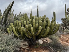 Myrtillocactus cochal