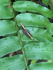 Desmoptera truncatipennis