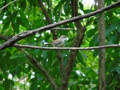 Thryophilus pleurostictus