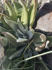 Dudleya saxosa