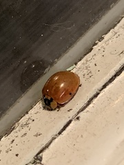 Harmonia axyridis
