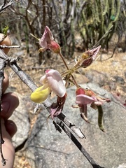 Coursetia glandulosa