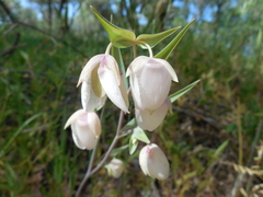 Calochortus albus