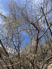 Coursetia glandulosa