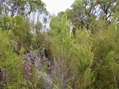 Taxandria juniperina