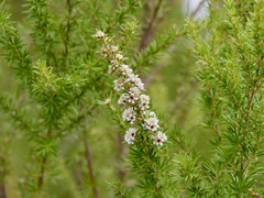 Taxandria juniperina