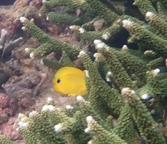 Chaetodon andamanensis