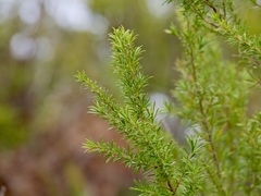 Taxandria juniperina