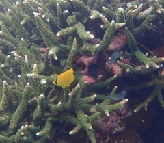 Chaetodon andamanensis