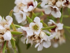 Taxandria juniperina