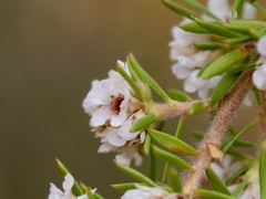 Taxandria juniperina