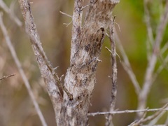 Taxandria juniperina