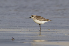 Pluvialis squatarola