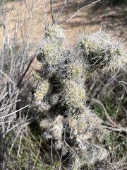 Cylindropuntia echinocarpa