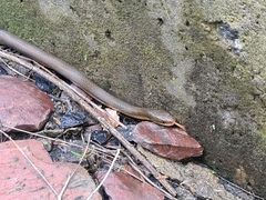 Lycodonomorphus rufulus