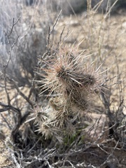 Cylindropuntia echinocarpa