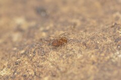 Holoscotolemon lessiniense