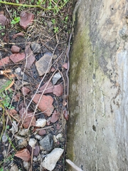 Lycodonomorphus rufulus