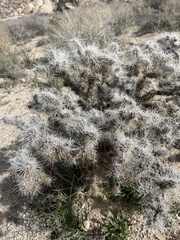 Cylindropuntia echinocarpa