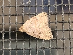 Tolpiodes oligolasia