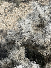 Cylindropuntia echinocarpa