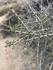 Prunus fasciculata