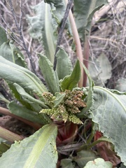 Rumex hymenosepalus