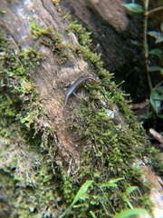 Saproscincus basiliscus