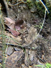 Saproscincus basiliscus