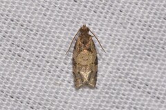 Isochorista melanocrypta