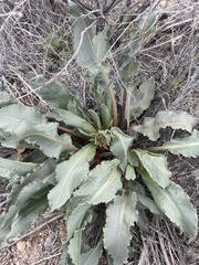 Rumex hymenosepalus