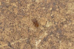 Holoscotolemon lessiniense