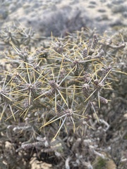 Cylindropuntia ramosissima