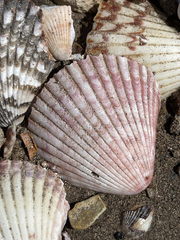 Argopecten ventricosus