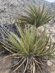 Yucca schidigera
